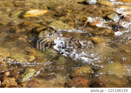 美しい川の流れ（清流） 125186120