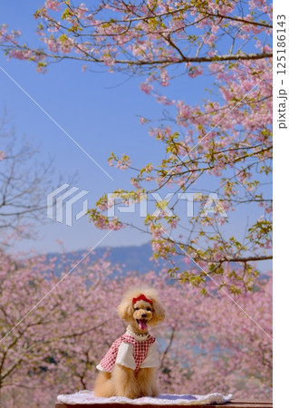 頼朝桜を楽しむトイプードル 125186143