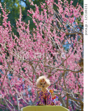 紅梅と着物とトイプードル 125186151