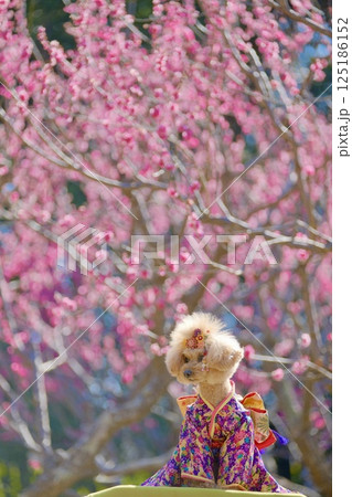 紅梅と着物とトイプードル 125186152