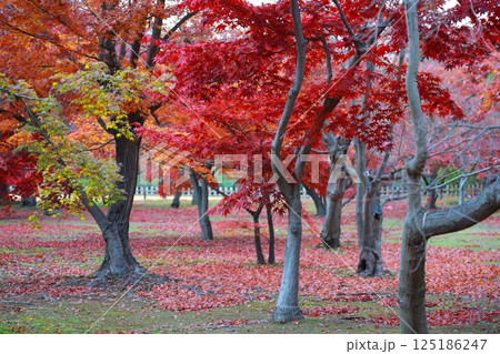 岡山後楽園の紅葉 125186247