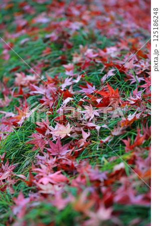 岡山後楽園の紅葉 岡山後楽園の紅葉 125186248