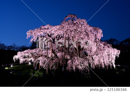 夜の三春滝桜 125186386