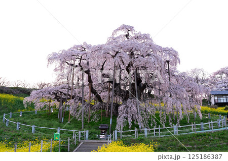 三春滝桜 125186387