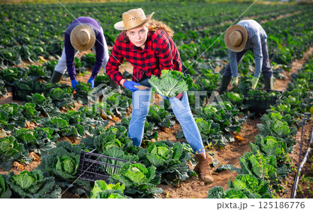 Young female farmer harvesting fresh savoy cabbage 125186776