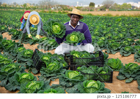 African man farmer picking green cabbage 125186777