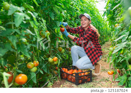 Woman farmer harvesting ripe tomatoes in greenhouse Woman farmer harvesting ripe tomatoes in greenhouse 125187024