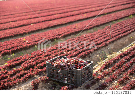 Crop of red lettuce in crate on farm land at sunny day, greens harvesting season Crop of red lettuce in crate on farm land at sunny day, greens harvesting season 125187033