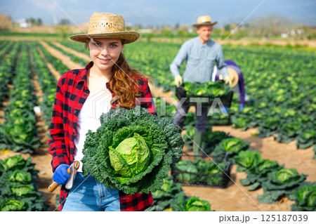 Woman working on farm field on summer day, harvesting cabbage 125187039