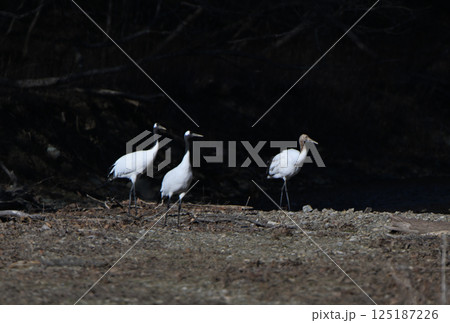 北海道の渓流の河原で餌を探すタンチョウの家族 北海道の渓流の河原で餌を探すタンチョウの家族 125187226