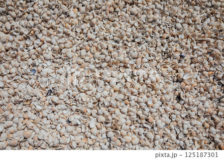 Lots of seashells on the beach background Lots of seashells on the beach background 125187301