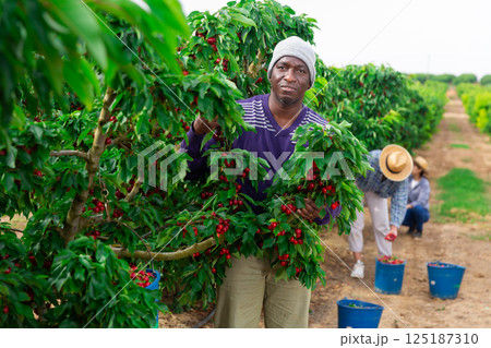 A few women and one man are picking cherries 125187310