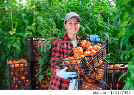 Young female greenhouse worker laying out boxes with harvested tomatoes Young female greenhouse worker laying out boxes with harvested tomatoes 125187422