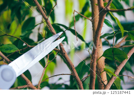 Houseplant Care Ficus Benjamin, yellowed leaves Houseplant Care Ficus Benjamin, yellowed leaves 125187441