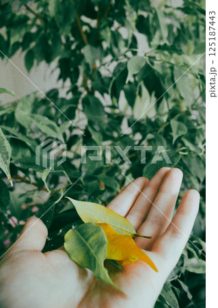 Houseplant Care Ficus Benjamin, yellowed leaves Houseplant Care Ficus Benjamin, yellowed leaves 125187443