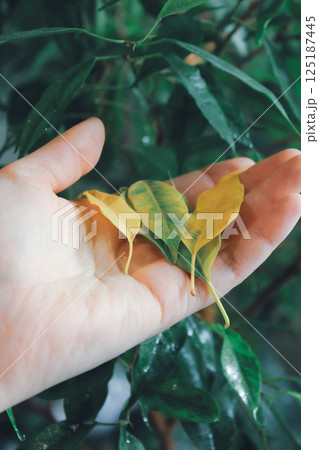 Houseplant Care Ficus Benjamin, yellowed leaves Houseplant Care Ficus Benjamin, yellowed leaves 125187445