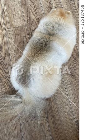 cute little pomeranian in the house  lying on the floor 125187458