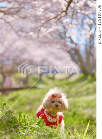 春めき桜とトイプードル 春めき桜とトイプードル 125187536