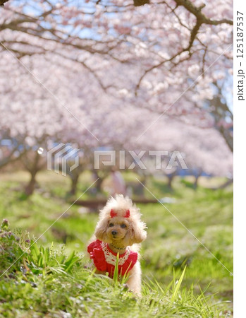 春めき桜とトイプードル 春めき桜とトイプードル 125187537