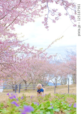 河津桜とトイプードル 河津桜とトイプードル 125187561