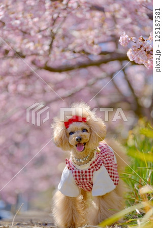 頼朝桜とトイプードル 125187581