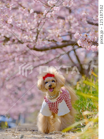 頼朝桜とトイプードル 頼朝桜とトイプードル 125187582