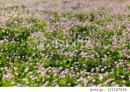 田んぼの一面に咲く蓮華の花（レンゲ畑） 125187836