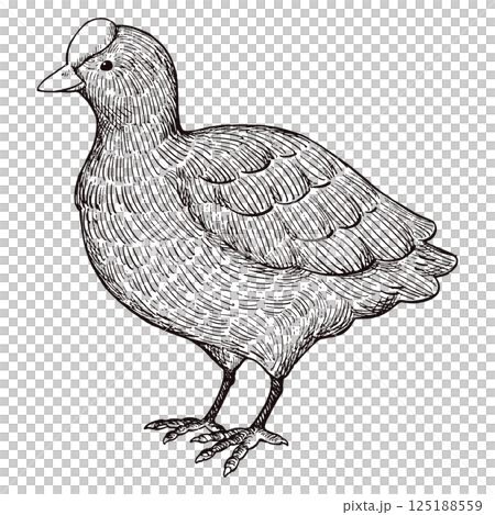 Vintage style hand-drawn illustration of a coot (line art only) 125188559