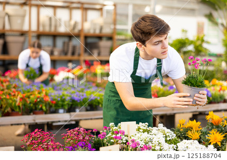 male worker changes arrangement of pots with armeria and improves appearance of window 125188704