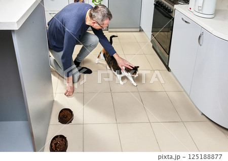 Calico cat known as female by nature gets petted by man kneeling on kitchen floor beside food bowls in bright clean cooking area. 125188877