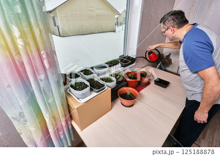 Man waters seedlings on table near window, assorted small pots contain various plants, light streams through sheer curtains illuminating indoor gardening scene. 125188878