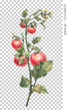 Tomato plant stem with red fruit, green leaves and yellow flowers. Watercolor botanical agricultural ripe and unripe vegetables crop realistic hand drawn illustration isolated from background clipart Tomato plant stem with red fruit, green leaves and yellow flowers. Watercolor botanical agricultural ripe and unripe vegetables crop realistic hand drawn illustration isolated from background clipart 125189225