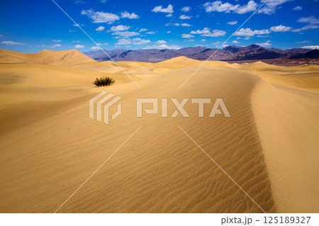 Mesquite Dunes desert in Death Valley National Park 125189327