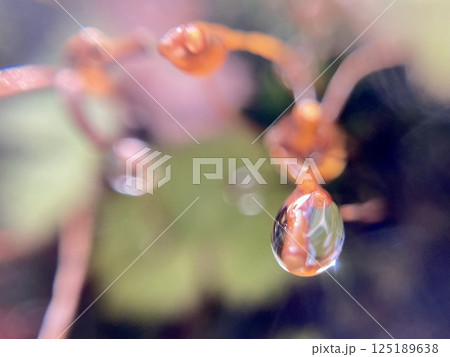 苔胞子のう先に雨雫 125189638