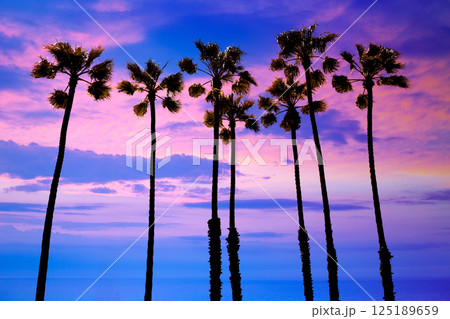 California palm trees sunset with colorful sky 125189659