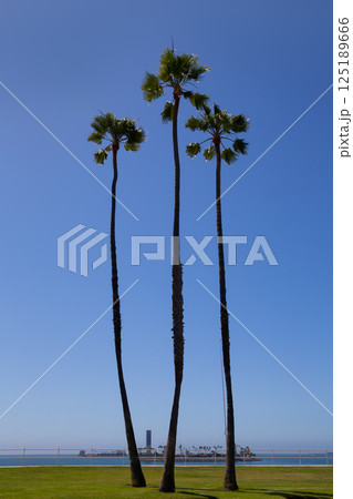 California palm trees on blue sky near long beach California palm trees on blue sky near long beach 125189666