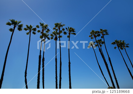 California palm trees on blue sky California palm trees on blue sky 125189668