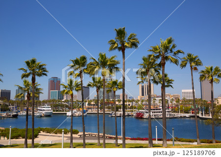 Long Beach California skyline from palm trees of port Long Beach California skyline from palm trees of port 125189706