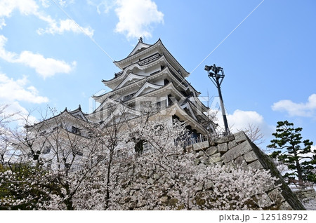 天守閣とソメイヨシノ(福山城) 天守閣とソメイヨシノ(福山城) 125189792