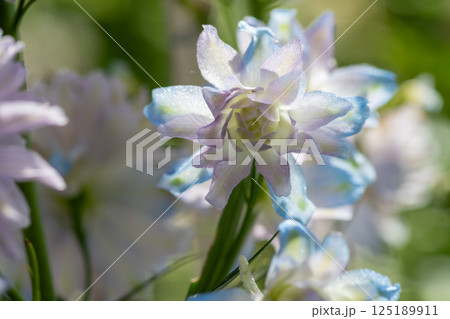 水色の花弁の八重咲きのデルフィニューム 125189911