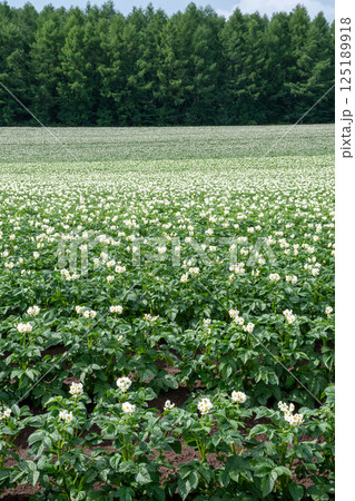 白い花が満開のジャガイモ畑 125189918