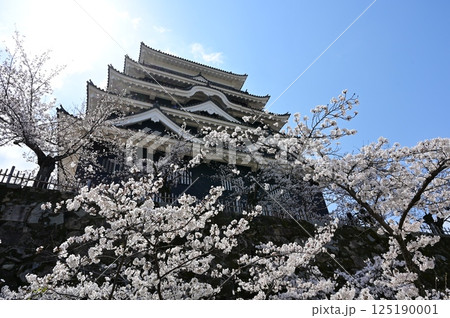 天守北側鉄板張りとソメイヨシノ(福山城) 天守北側鉄板張りとソメイヨシノ(福山城) 125190001