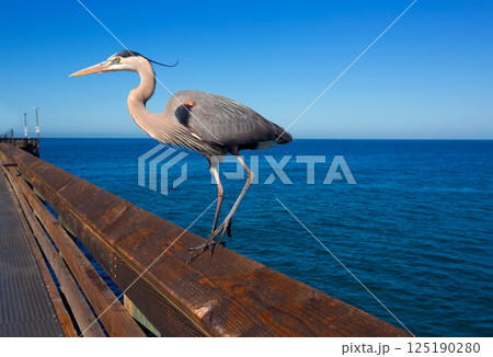 Blue Heron Ardea cinerea in Newport pier California 125190280