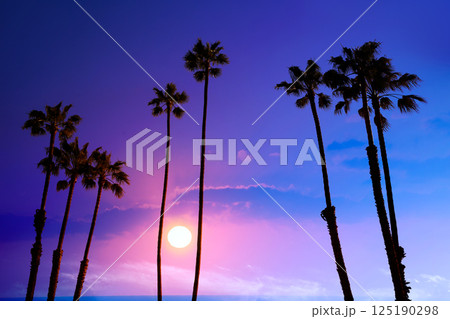 California high palm trees sunset sky silohuette background USA California high palm trees sunset sky silohuette background USA 125190298