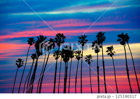 California palm trees sunset with colorful sky California palm trees sunset with colorful sky 125190317