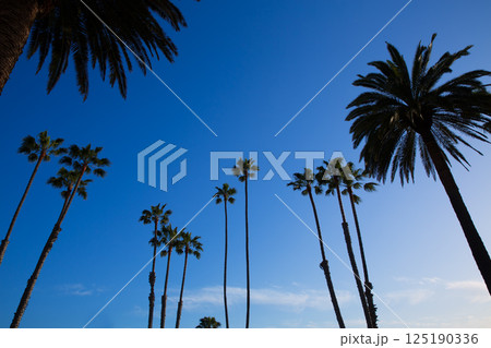 California high palm trees silohuette on blue sky 125190336