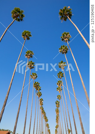 LA Los Angeles palm trees in a row typical California LA Los Angeles palm trees in a row typical California 125190408