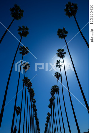 LA Los Angeles palm trees in a row typical California 125190410