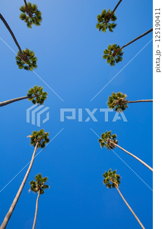 LA Los Angeles palm trees in a row typical California LA Los Angeles palm trees in a row typical California 125190411