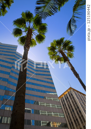 LA Downtown Los Angeles Pershing Square palm tress LA Downtown Los Angeles Pershing Square palm tress 125190442